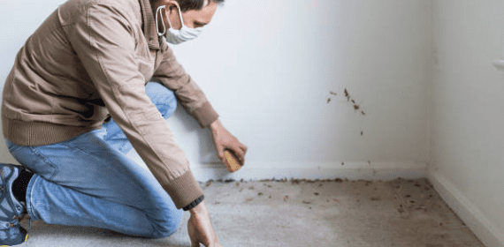 carpet mould removal